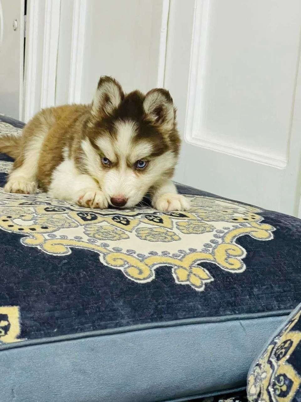 گرگ هاسکی ماده